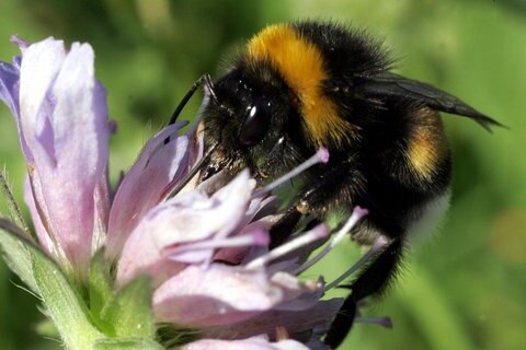 Erdhummel an einer Blüte