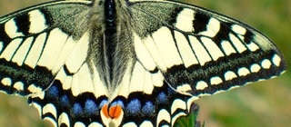 Nahaufnahme eines Schwalbenschwanzes von oben mit ausgebreiteten Flügeln.