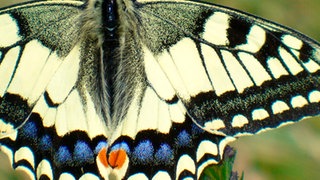 Nahaufnahme eines Schwalbenschwanzes von oben mit ausgebreiteten Flügeln.