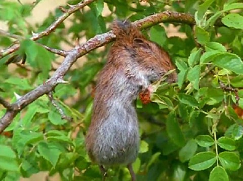 Von einem Neuntöter auf einen Dorn gespießte Maus