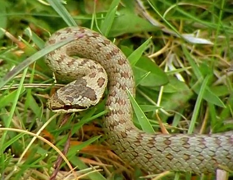Eine Schlingnatter im Gras