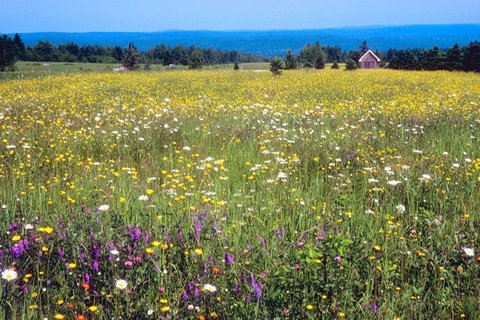 Eine Wiese voller Wildblumen.