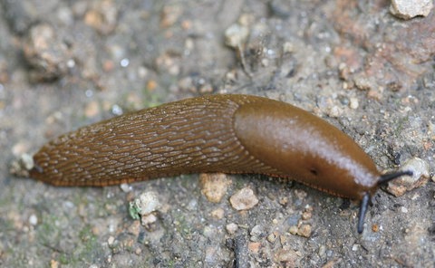 Die Spanische Wegschnecke