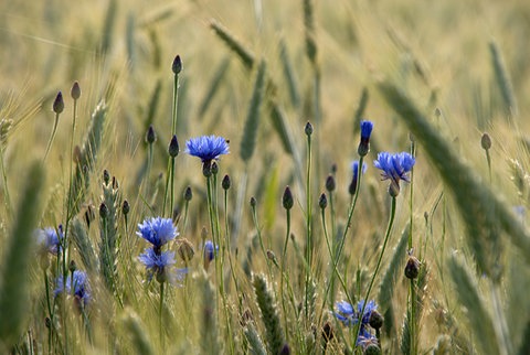 Einige Kornblumen in einem Getreidefeld