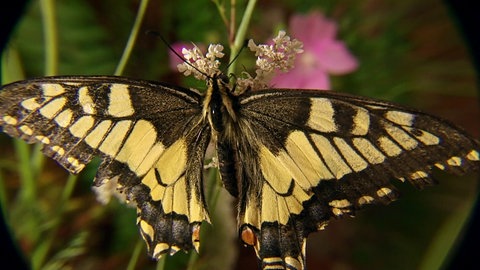 Schwalbenschwanz auf Blüte.