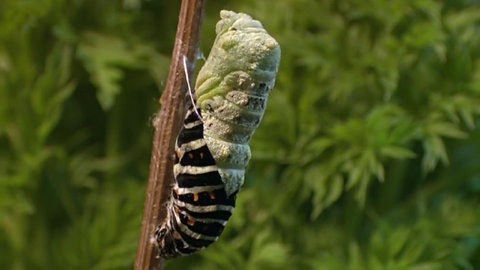 Verpuppung einer Raupe zum Schwalbenschwanz