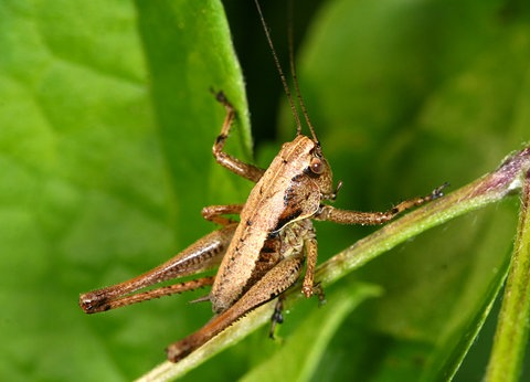 Grashüpfernymphe an einem Pflanzenstängel