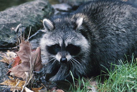 Ein Waschbär beim Säubern seiner Nahrung