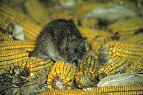 Eine Wanderratte sitzt auf Maiskolben