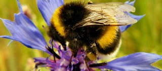 Eine Nahaufnahme einer Hummel auf einer blau-lilanen Blüte.