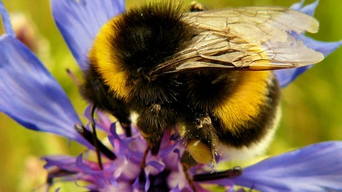 Eine Nahaufnahme einer Hummel auf einer blau-lilanen Blüte.