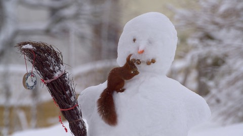 Eichhörnchen sitzt auf Schneemann und sammelt Walnüsse.