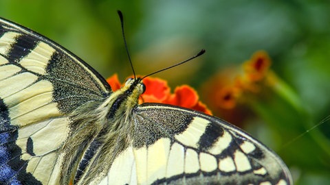 Ein Schmetterling sitzt mit ausgebreiteten Flügeln auf einer orangenen Blume.
