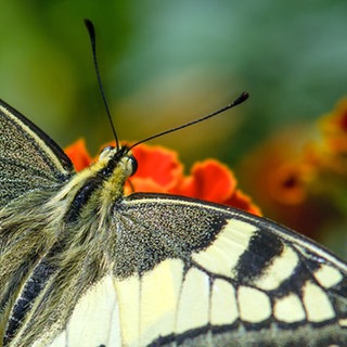 Ein Schmetterling sitzt mit ausgebreiteten Flügeln auf einer orangenen Blume.