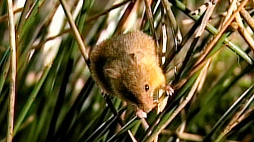 Eine Maus klettert auf Schilfrohrhalmen.
