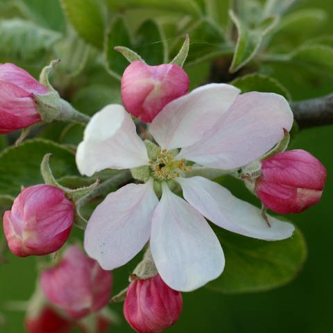 Apfelblüte (Foto: Angelika Wolter, Pixelio.de)