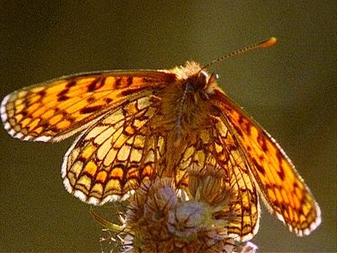 Schmetterling (Foto: SWR - Screenshot aus der Sendung)
