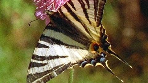 Nahaufnahme eines Schmetterlings vor eine rosa-farbenen Blüte. (Foto: SWR - Screenshot aus der Sendung)