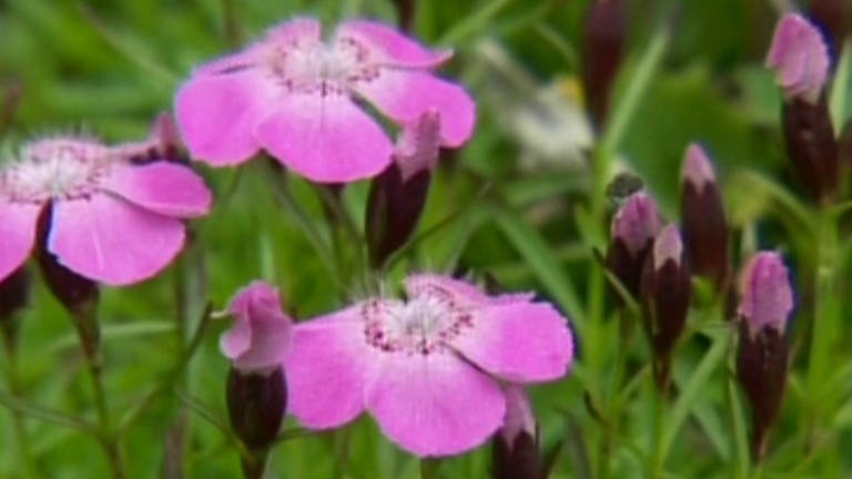 Pflanze mit lila Blüten (Foto: SWR – Screenshot aus der Sendung)
