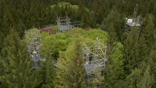 Eingerüstete Bäume (Foto: SWR – Screenshot aus der Sendung)