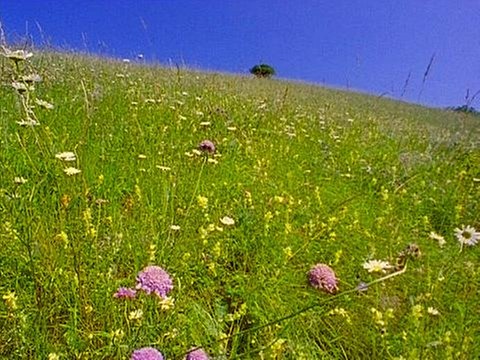 Blick auf eine blühende, grüne Wiese.