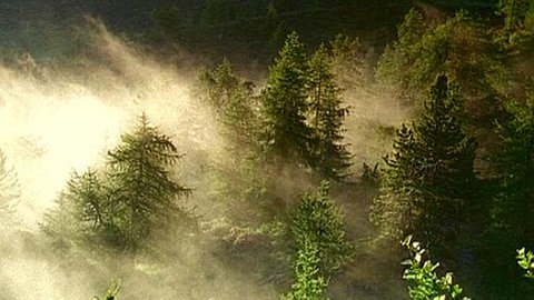 Wolken durchziehen einen Wald.