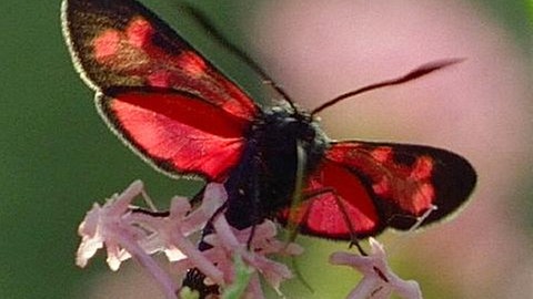 Ein rot-schwarzer Falter