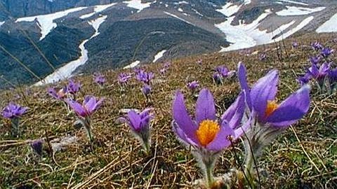 Die schneebedeckten Alpen im Hintergrund mit einer grünen Wiese und lila Blumen im Vordergrund.