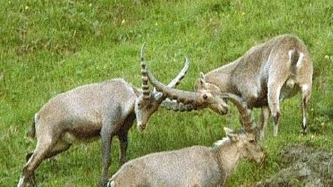 Spielkampf junger Steinböcke