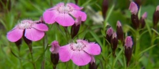 Pflanze mit lila Blüten