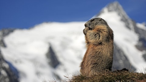 Murmeltier vor schneebedeckten Bergen: Tiere und Natur in den Hochalpen
