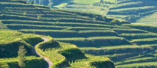 Panoramaaufnahme eines sich über mehrere Hügel erstreckenden Weinberg.