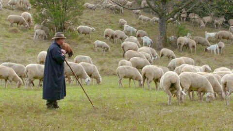 Schäfer mit Schafherde.