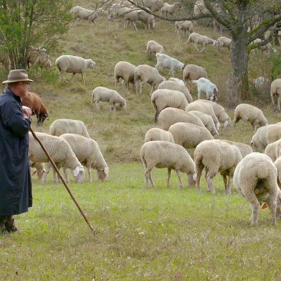 Schäfer mit Schafherde.