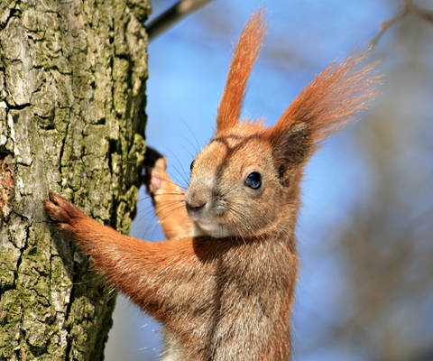 Eichhörnchen (Foto: Colourbox)