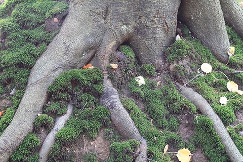 Es sind Wurzeln unter dem moosbewachsenen Waldboden zu sehen. (Foto: Colourbox)
