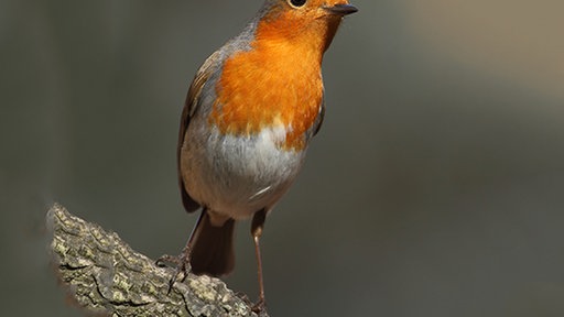 Rotkehlchen (Foto: Colourbox)