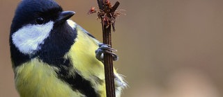 Eine Kohlmeise, die sich an einen senkrechten Zweig klammert.