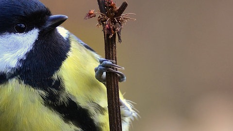 Eine Kohlmeise, die sich an einen senkrechten Zweig klammert.
