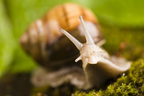Schnecke