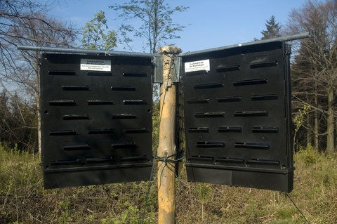 Pheromonfalle für Borkenkäfer