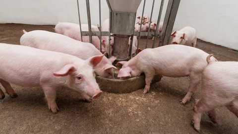 Schweine