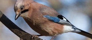 Ein Eichelhäher auf einem Zweig.