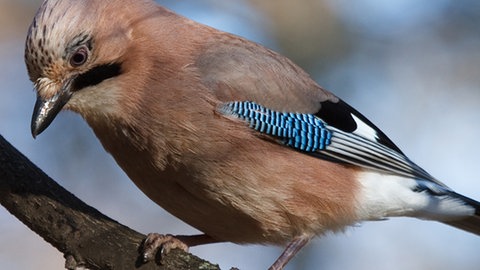Ein Eichelhäher auf einem Zweig.