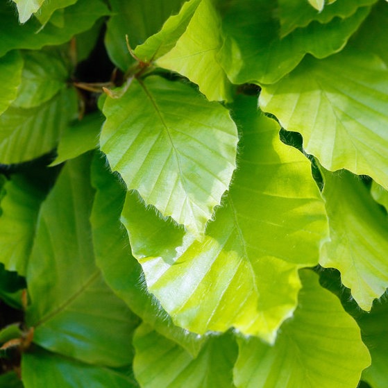 Buchenblätter