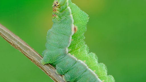 Eine grüne Nagelfleckraupe in Nahaufnahme auf einem Zweig