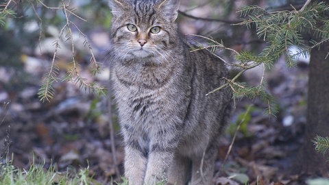 Katze