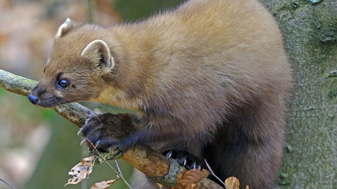 Baummarder