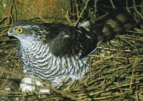 Brütendes Sperberweibchen