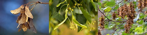 von links nach rechts: Ahornsamen, Lindensamen, Hainbuchensamen